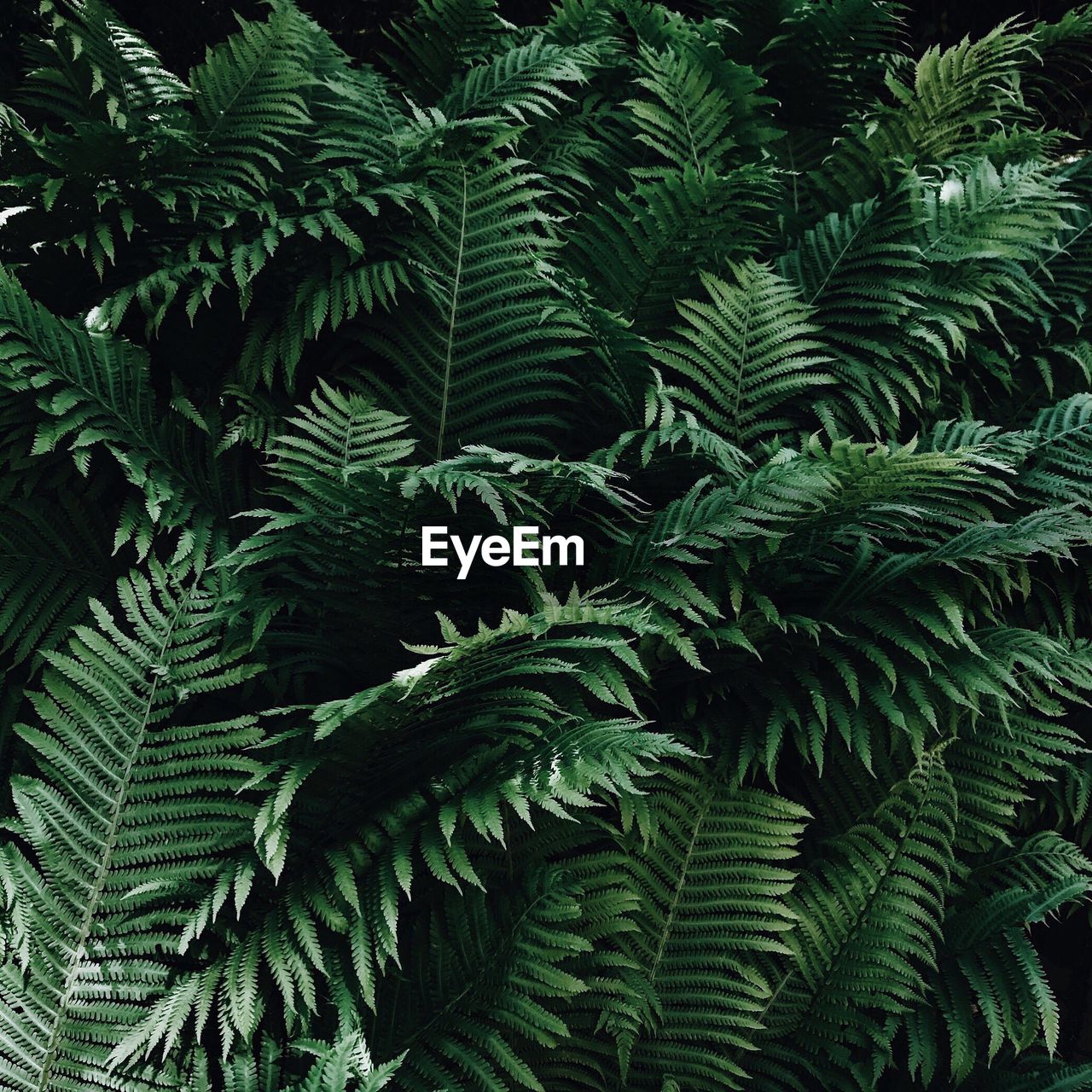 Close-up of fern leaves