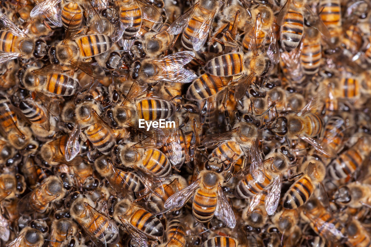 A lot of honey bee apis mellifera on hive