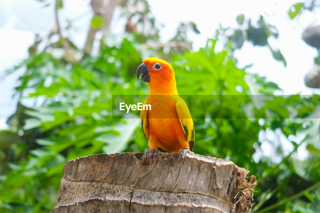 BIRD PERCHING ON A TREE