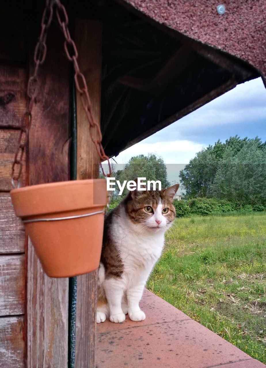 PORTRAIT OF CAT SITTING BY PLANTS