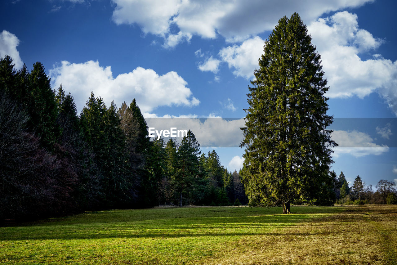 Scenic view of pine trees on field against sky