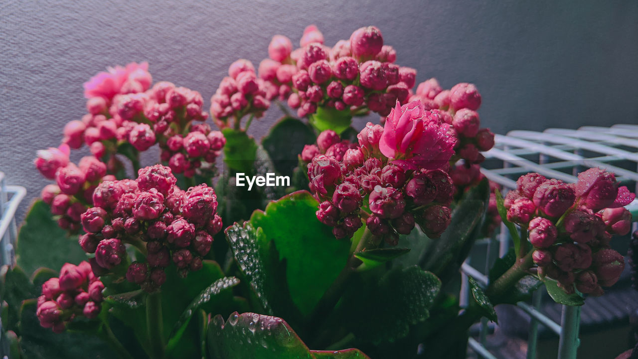 CLOSE-UP OF PINK FLOWERING PLANTS AGAINST BLURRED BACKGROUND