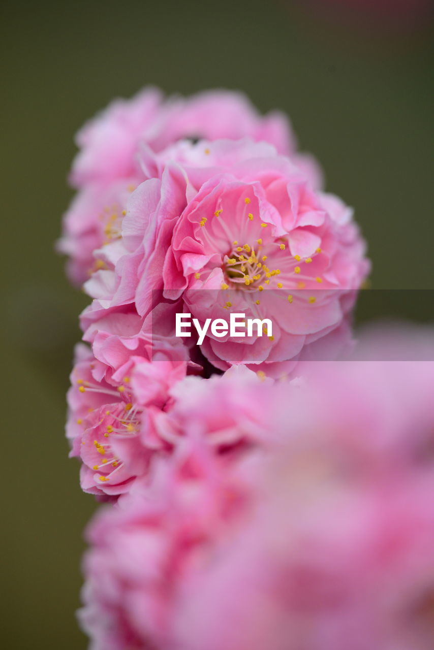 flower, flowering plant, plant, pink, beauty in nature, freshness, blossom, fragility, close-up, nature, petal, flower head, macro photography, springtime, inflorescence, no people, selective focus, growth, outdoors, focus on foreground, pollen