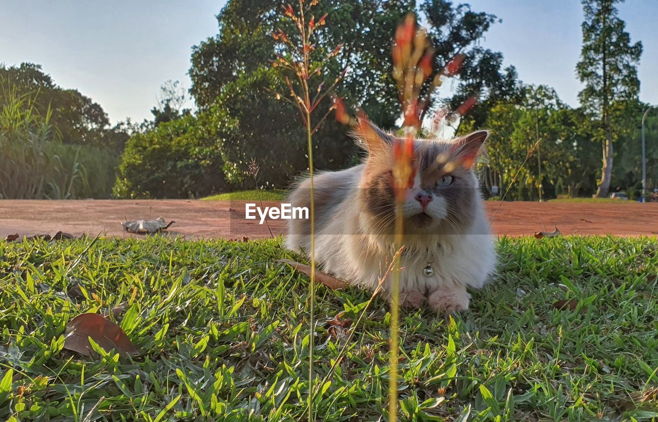 CAT LYING ON GRASS IN FIELD