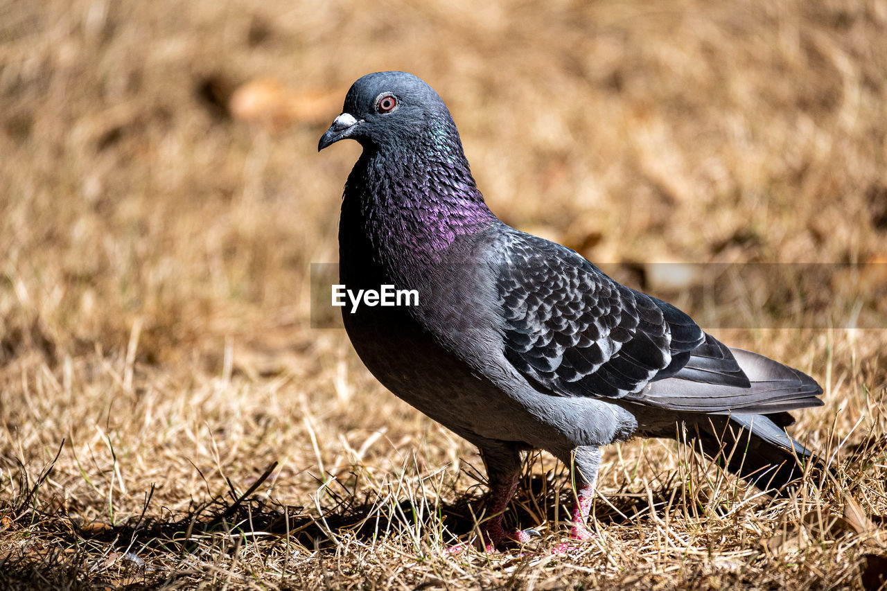 Close-up of bird on field