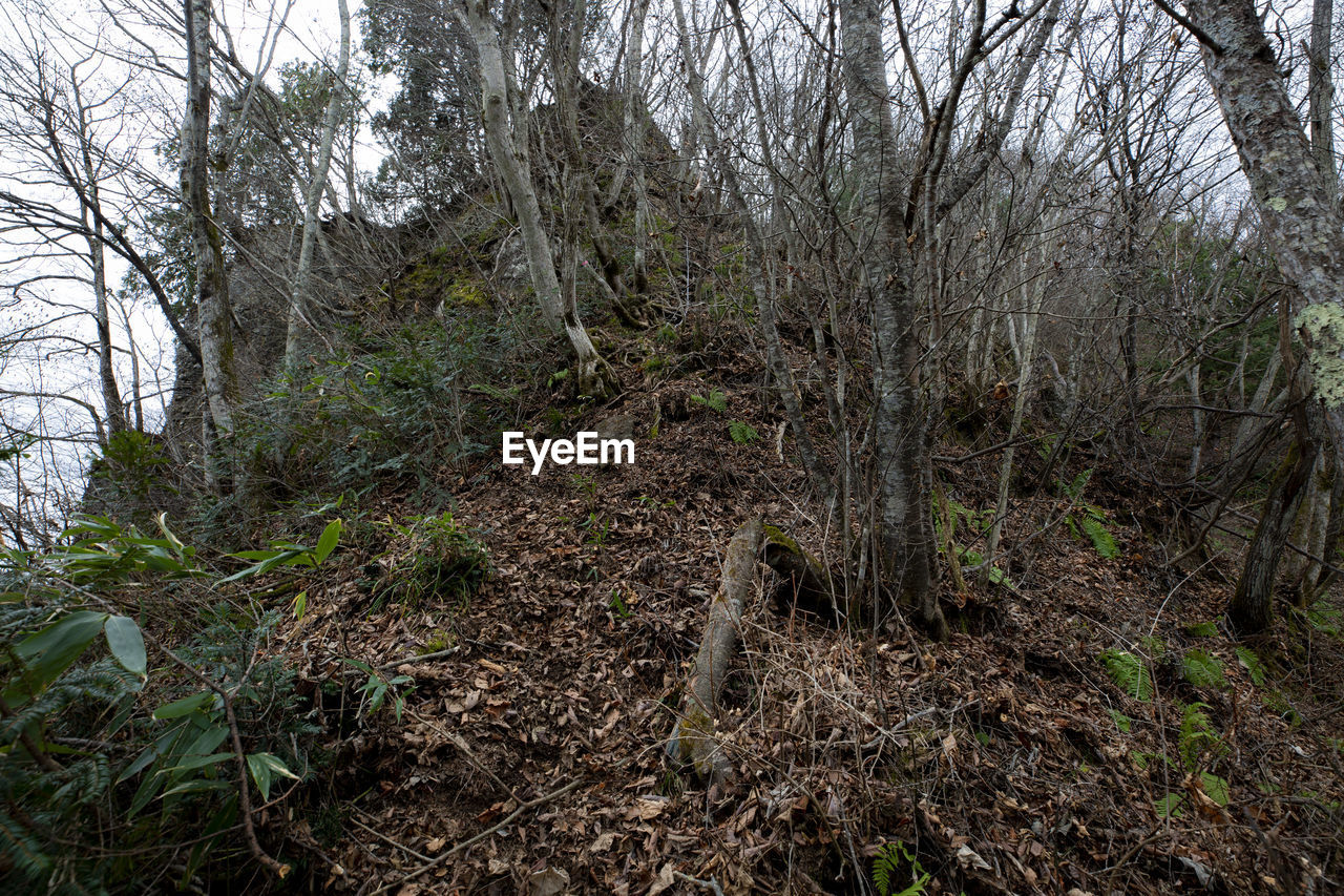 LOW ANGLE VIEW OF TREES ON FOREST