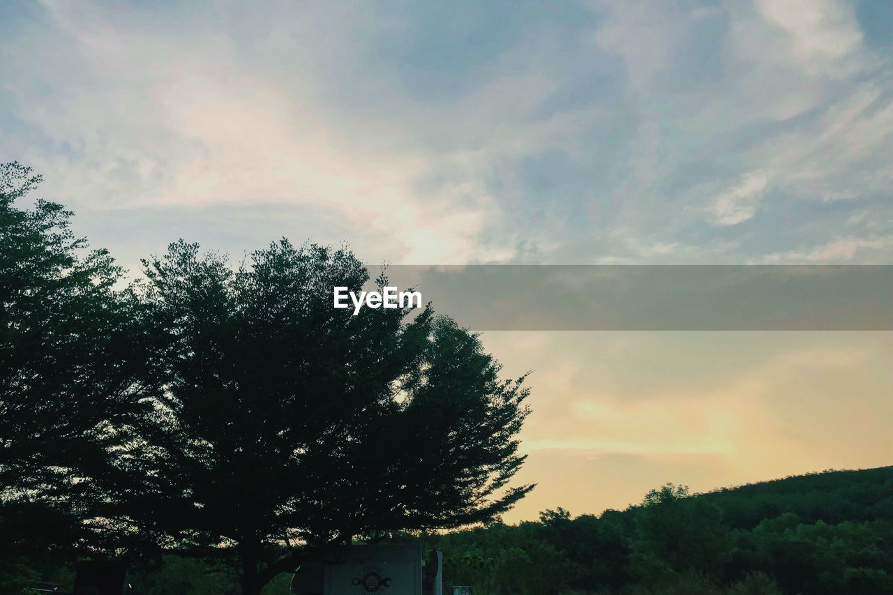 LOW ANGLE VIEW OF SILHOUETTE TREES AGAINST SKY