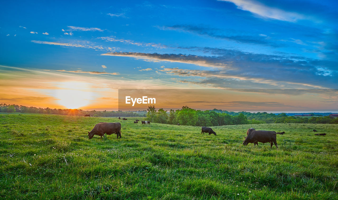 SHEEP GRAZING IN FIELD