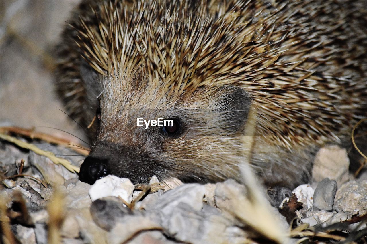 CLOSE-UP PORTRAIT OF A ANIMAL