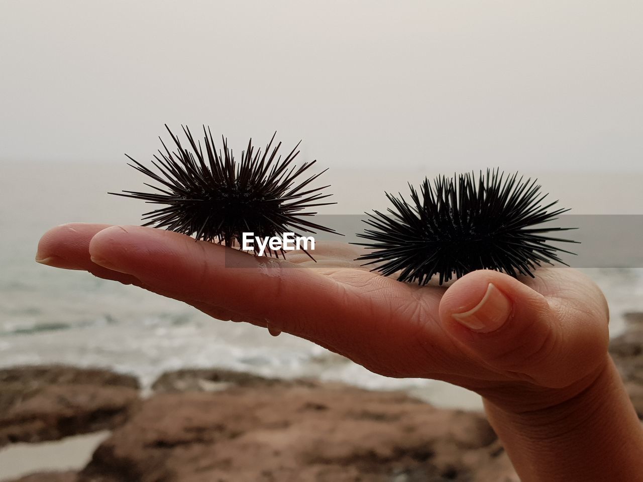 Close-up of cropped hand holding sea urchins at beach