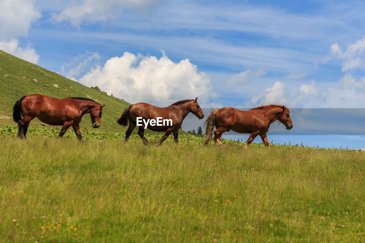 Group of three brown adult horses in the green mountain