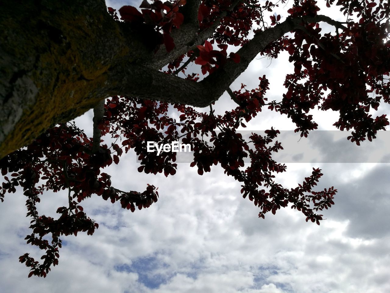 LOW ANGLE VIEW OF BRANCHES AGAINST SKY