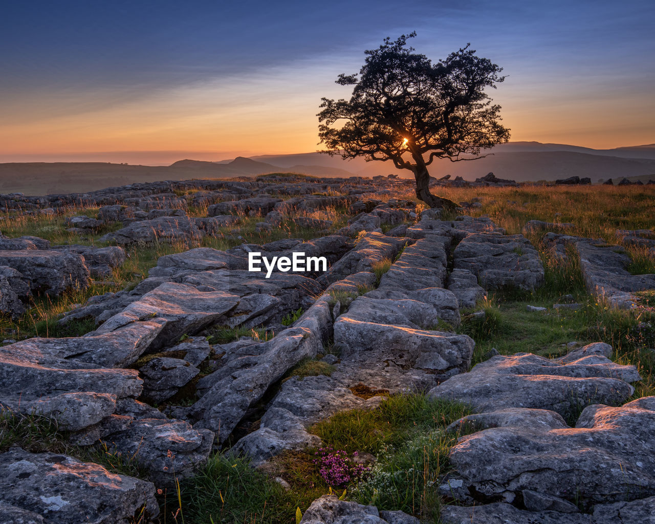 TREE ON ROCK AGAINST SKY