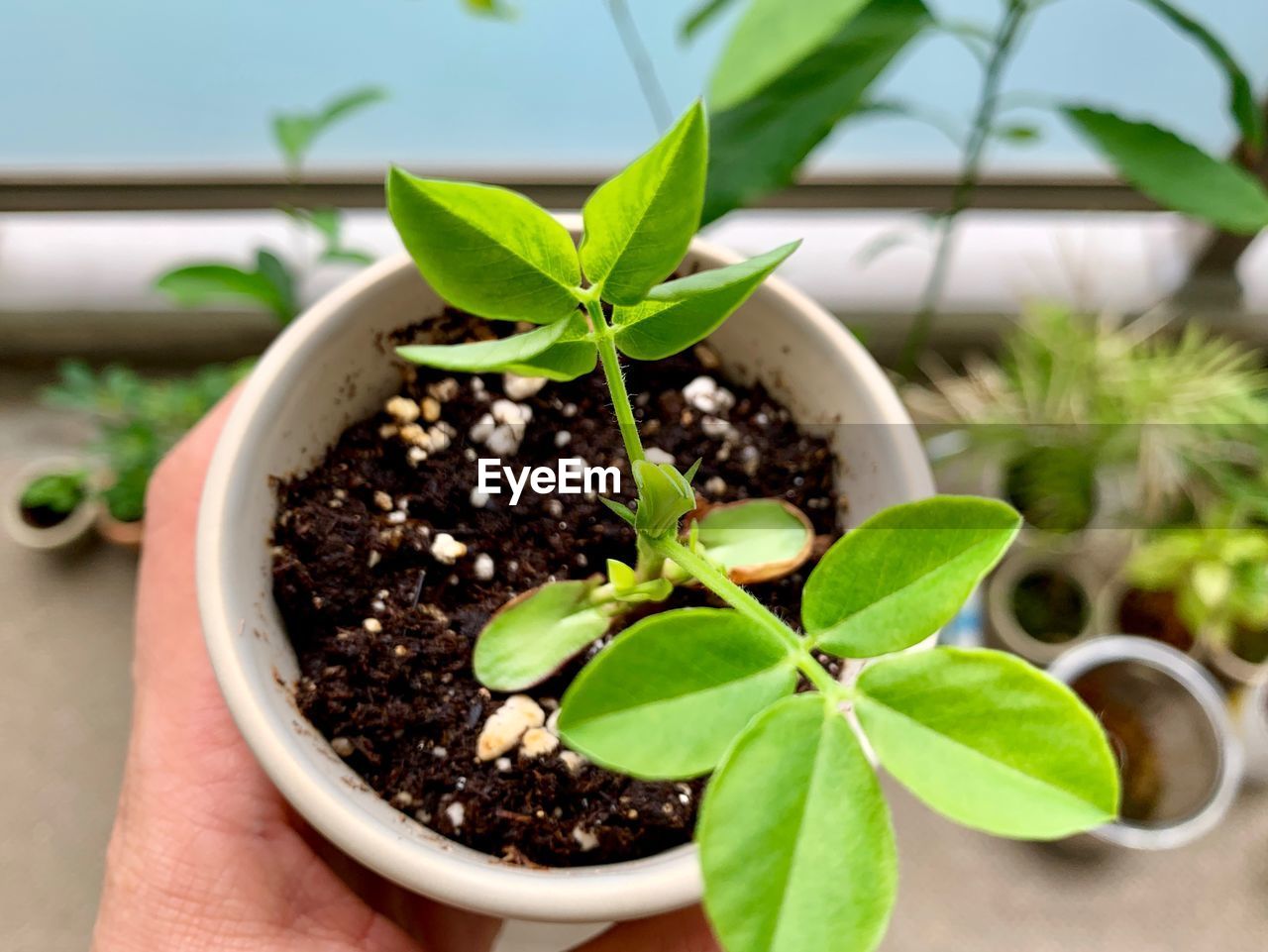 Close-up of hand holding potted plant