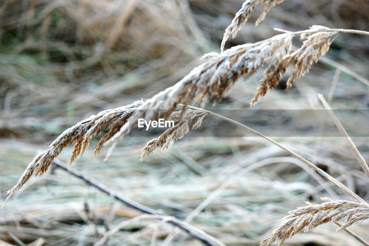 Close-up of frozen plants during winter