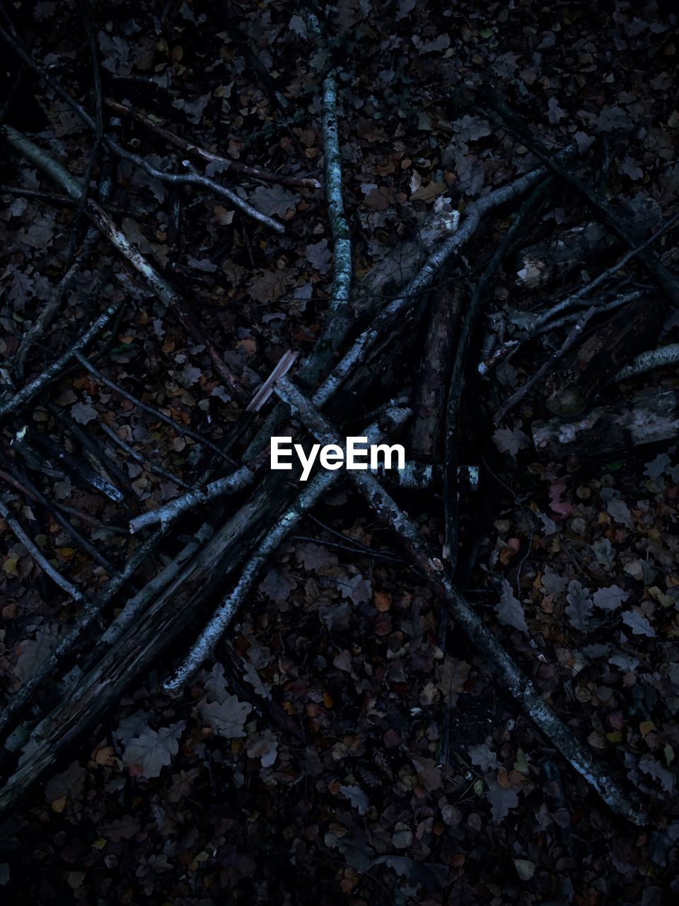 FULL FRAME SHOT OF TREES ON FIELD IN FOREST