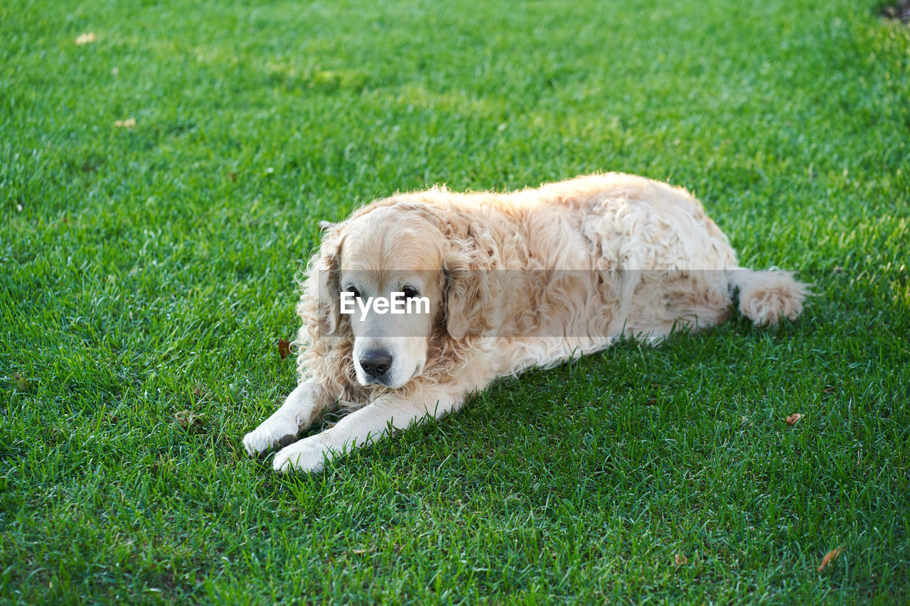 portrait of dog on grassy field