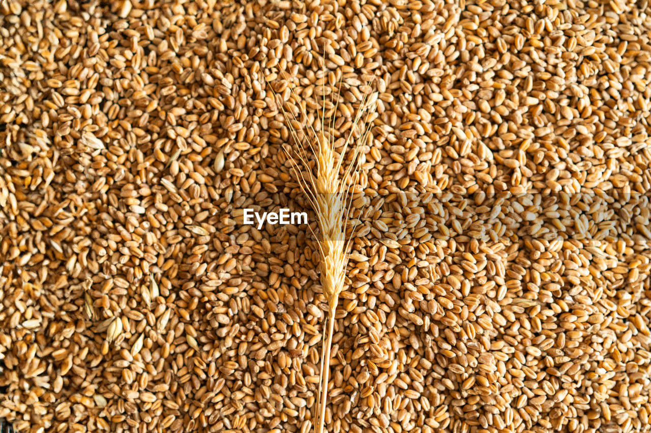 full frame shot of wheat field