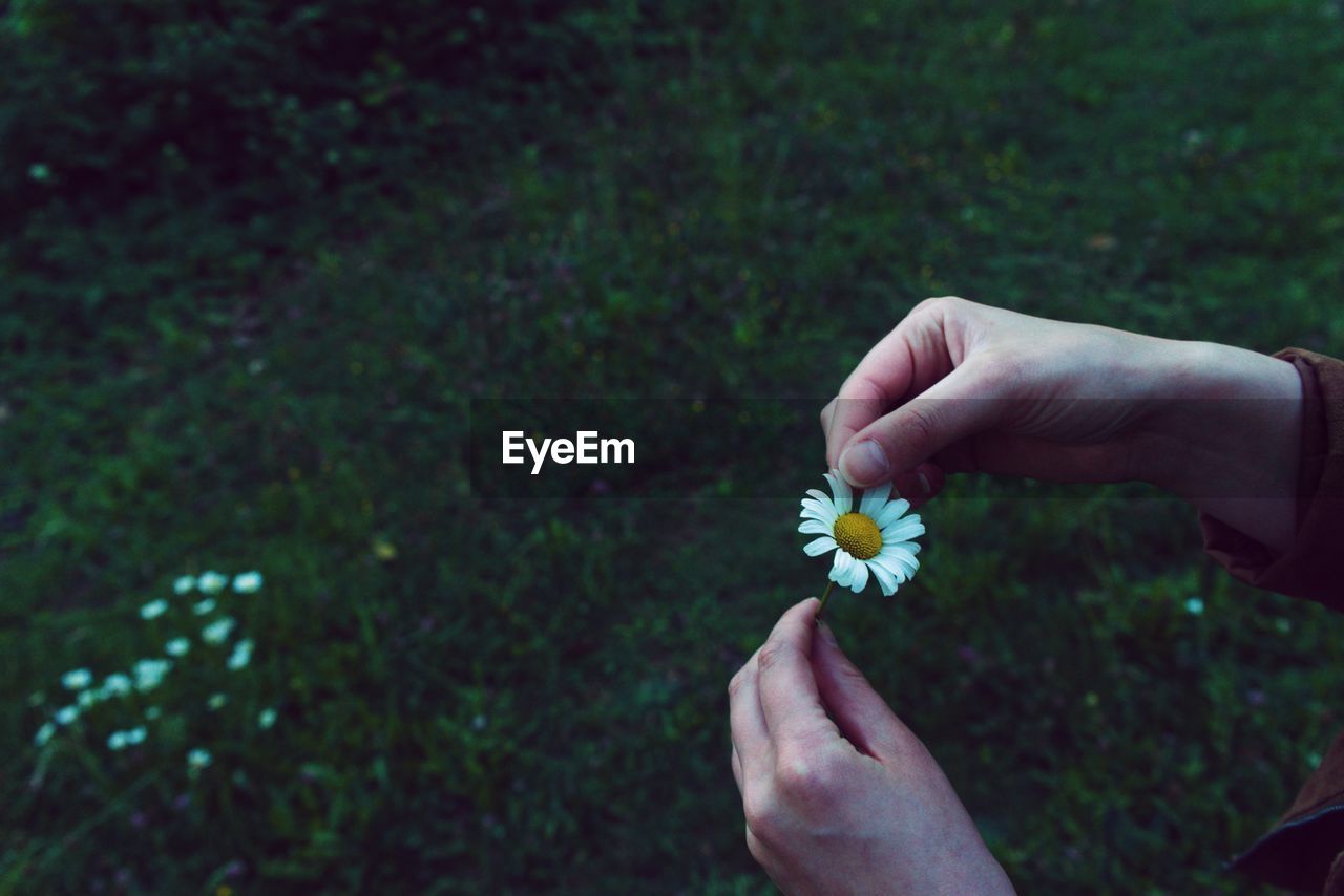 Close-up of human hand holding white flower on field