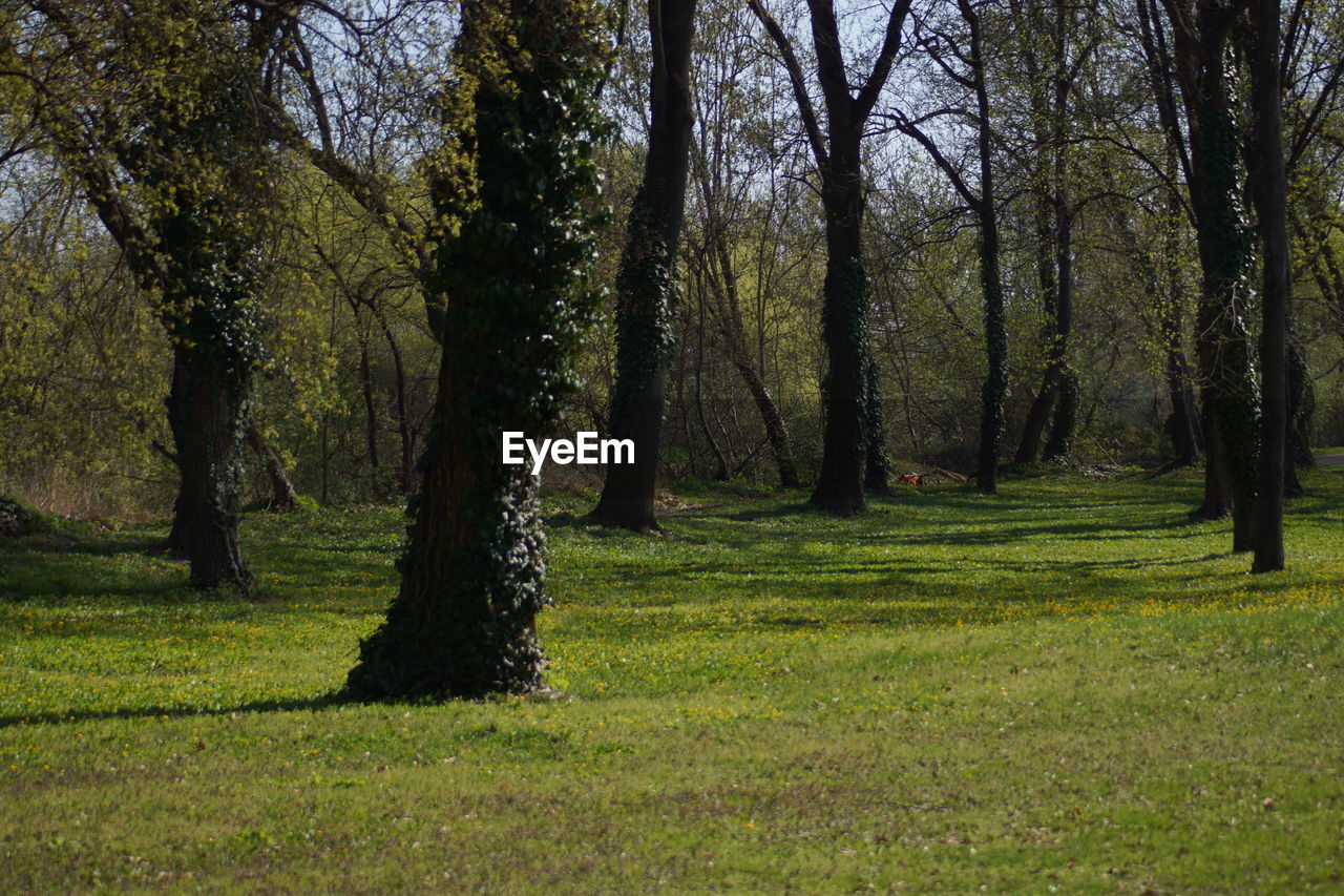 Trees on landscape