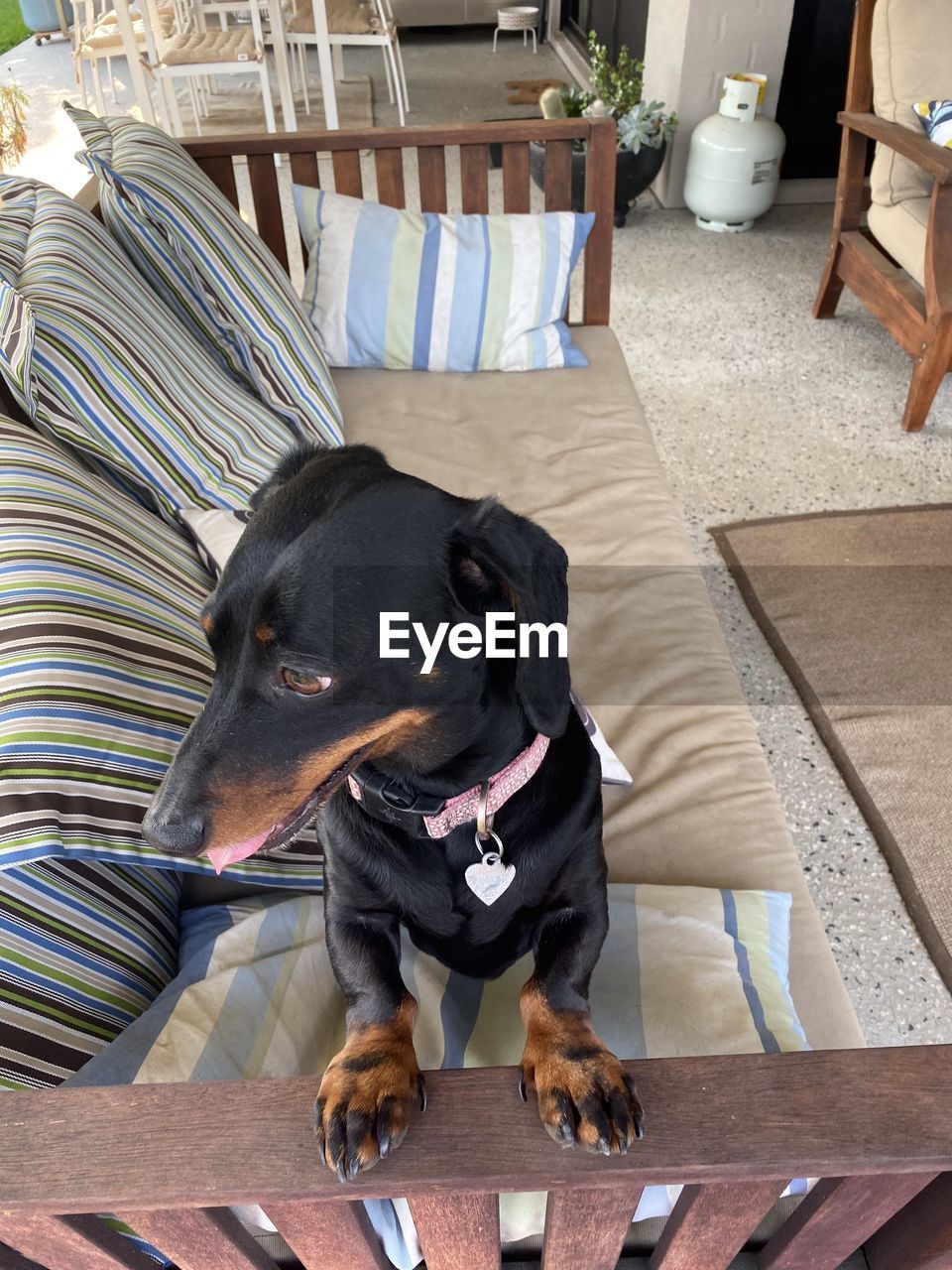 HIGH ANGLE VIEW OF DOG RELAXING ON CHAIR IN KITCHEN