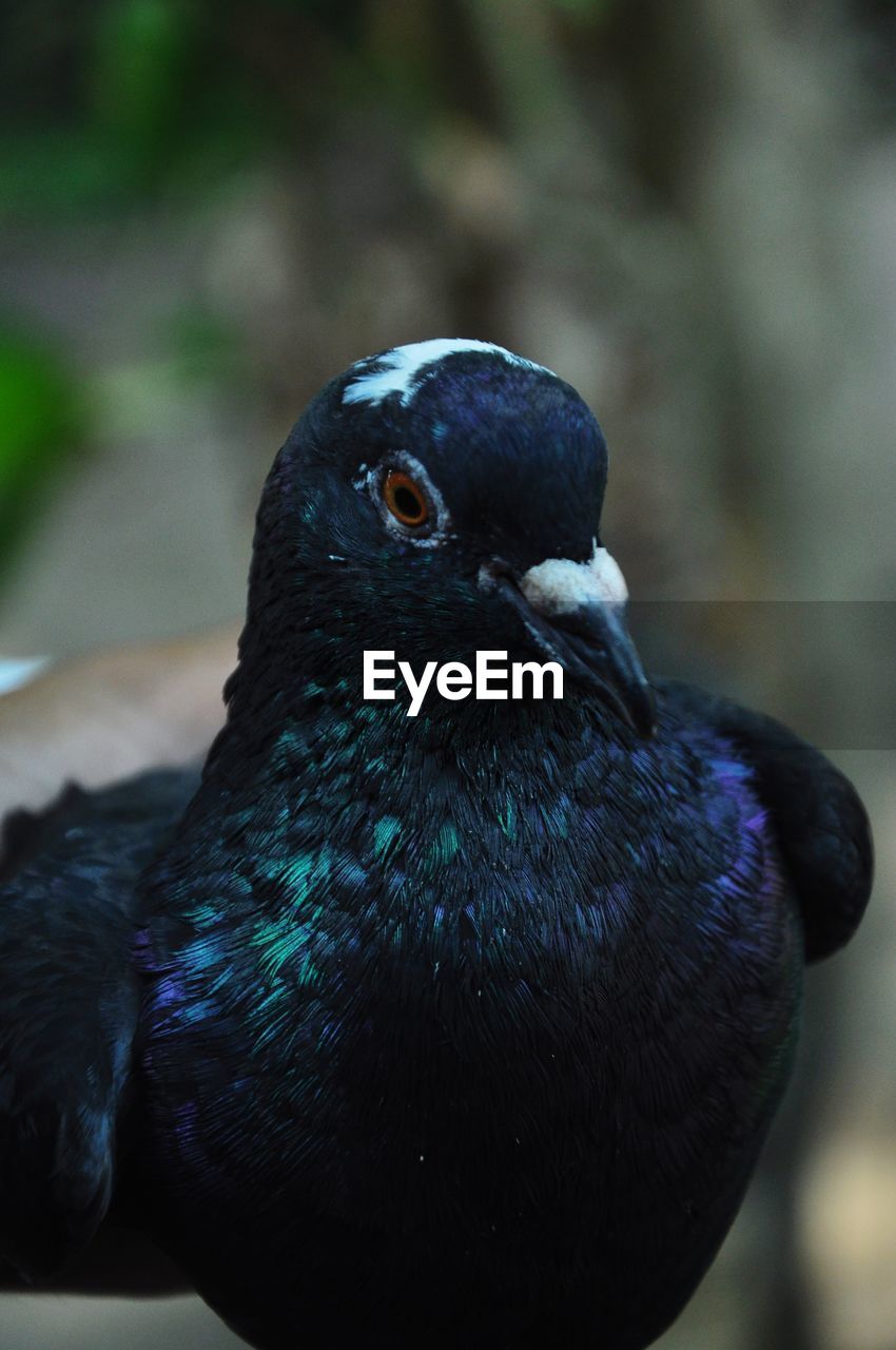 Close-up of bird