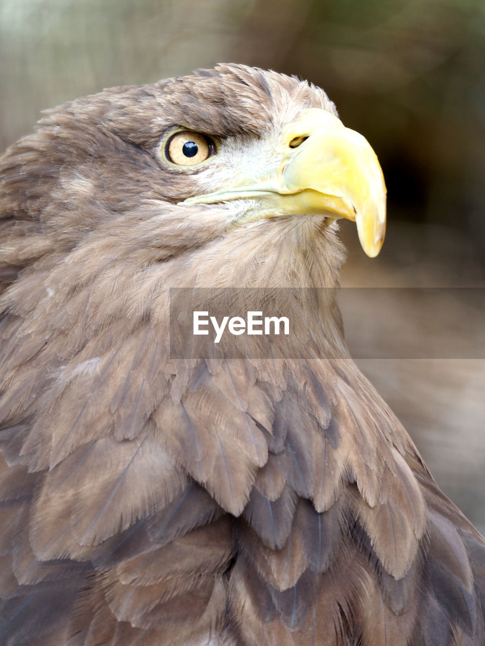 Close-up of eagle