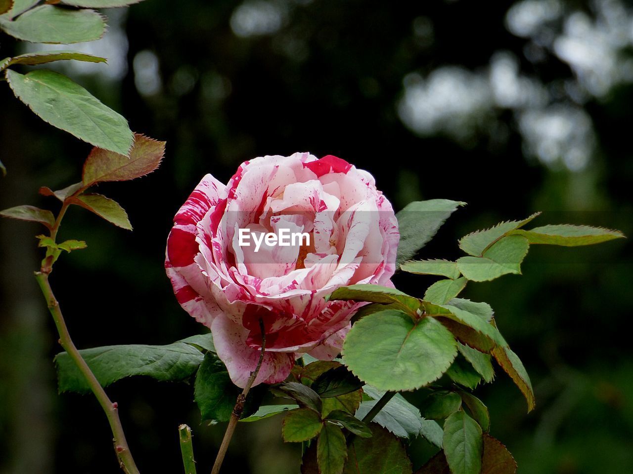 Close-up of pink rose flower in garden