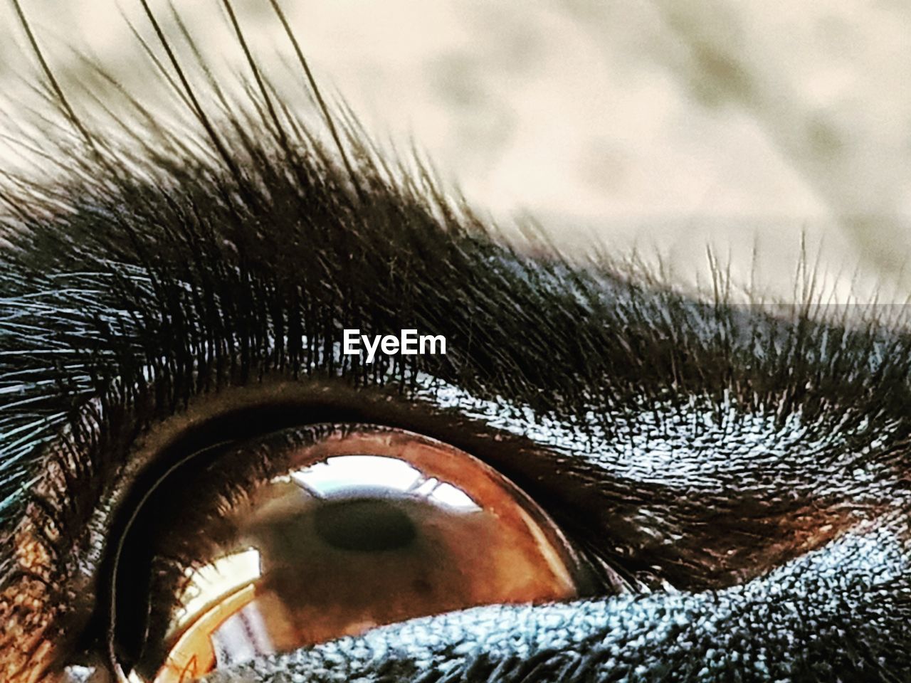 MACRO SHOT OF EYE