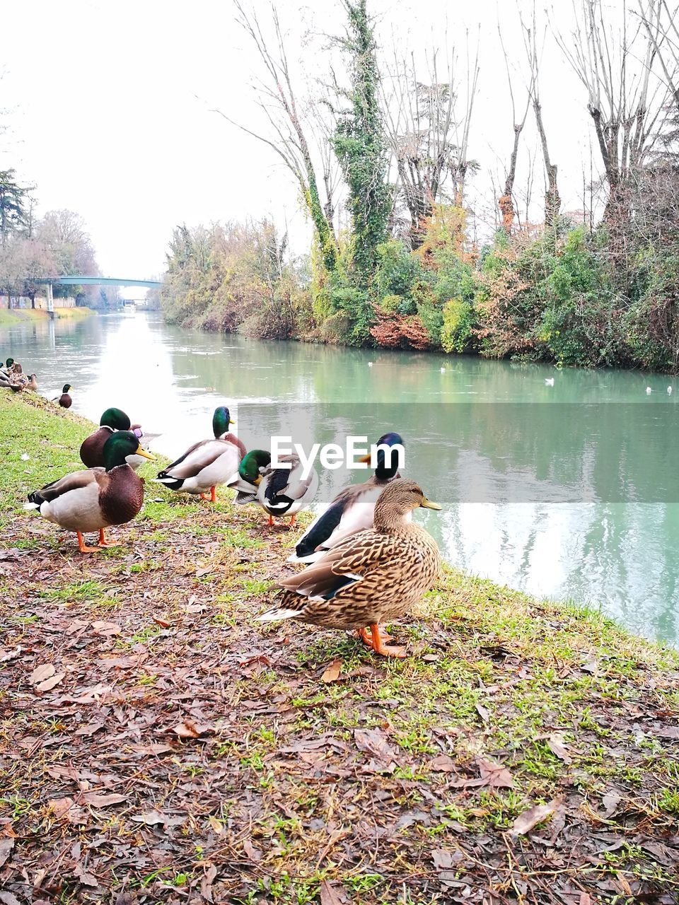 DUCKS SWIMMING ON LAKE AGAINST TREES