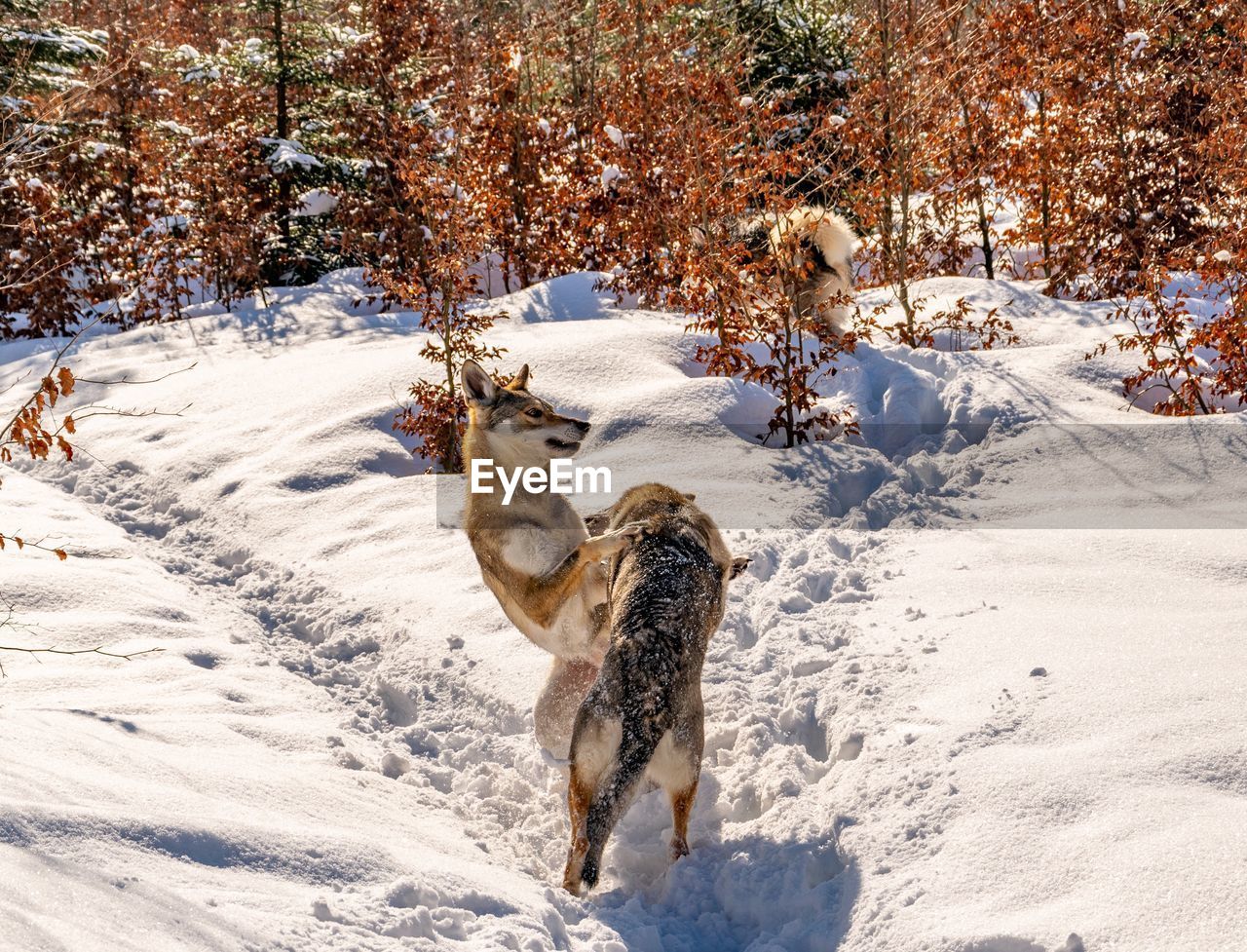 View of a wolf on snow covered land