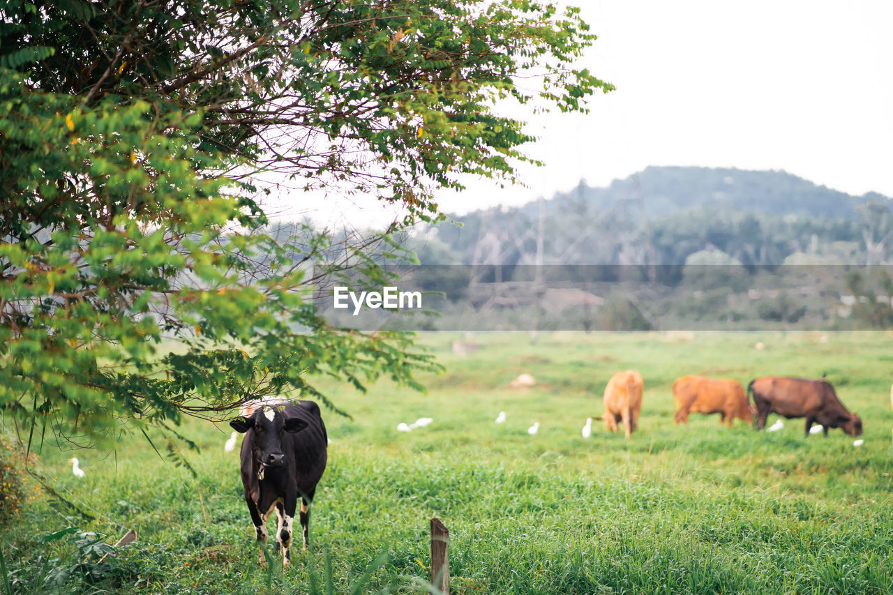 Cows in a field