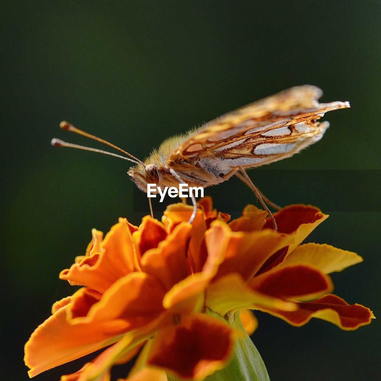 CLOSE-UP OF BUTTERFLY POLLINATING FLOWER