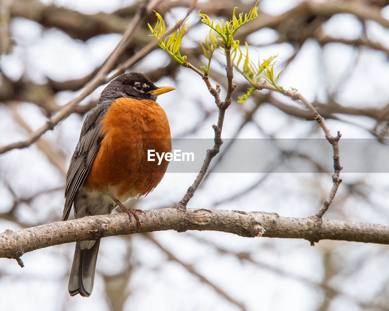 Close-up of bird perching on branch