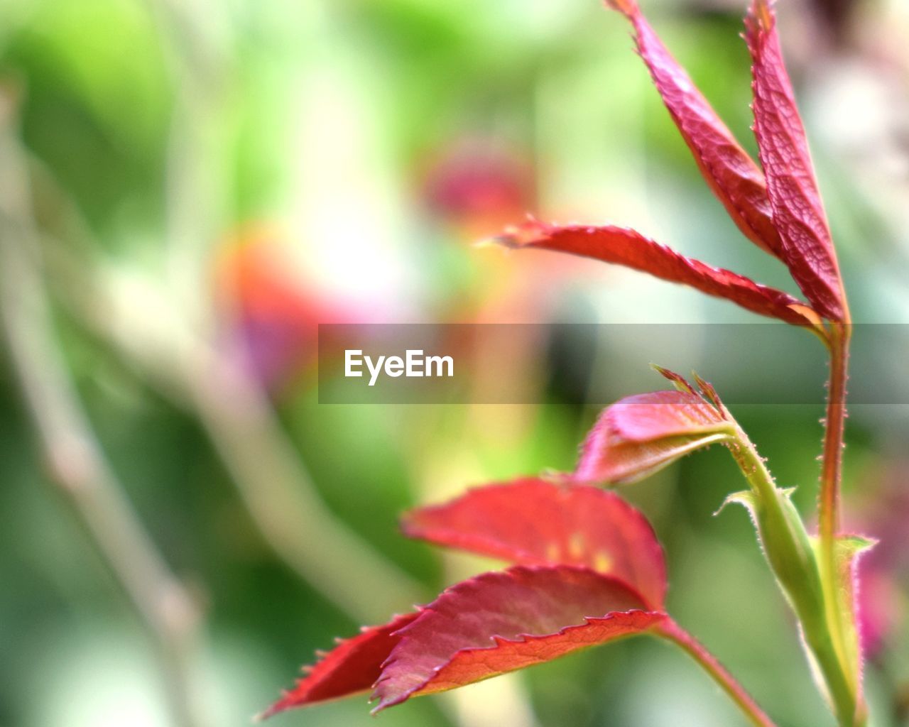 Close-up of red flowering plant