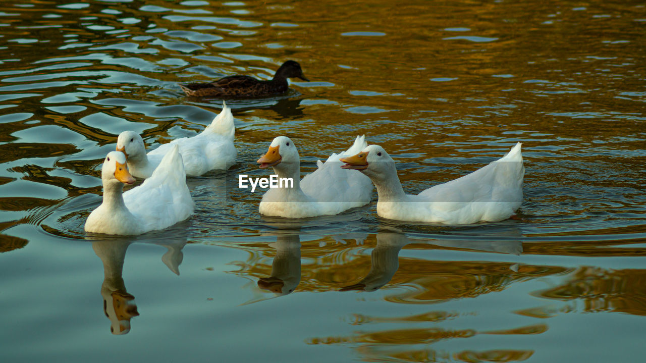 SWANS AND DUCKS IN LAKE