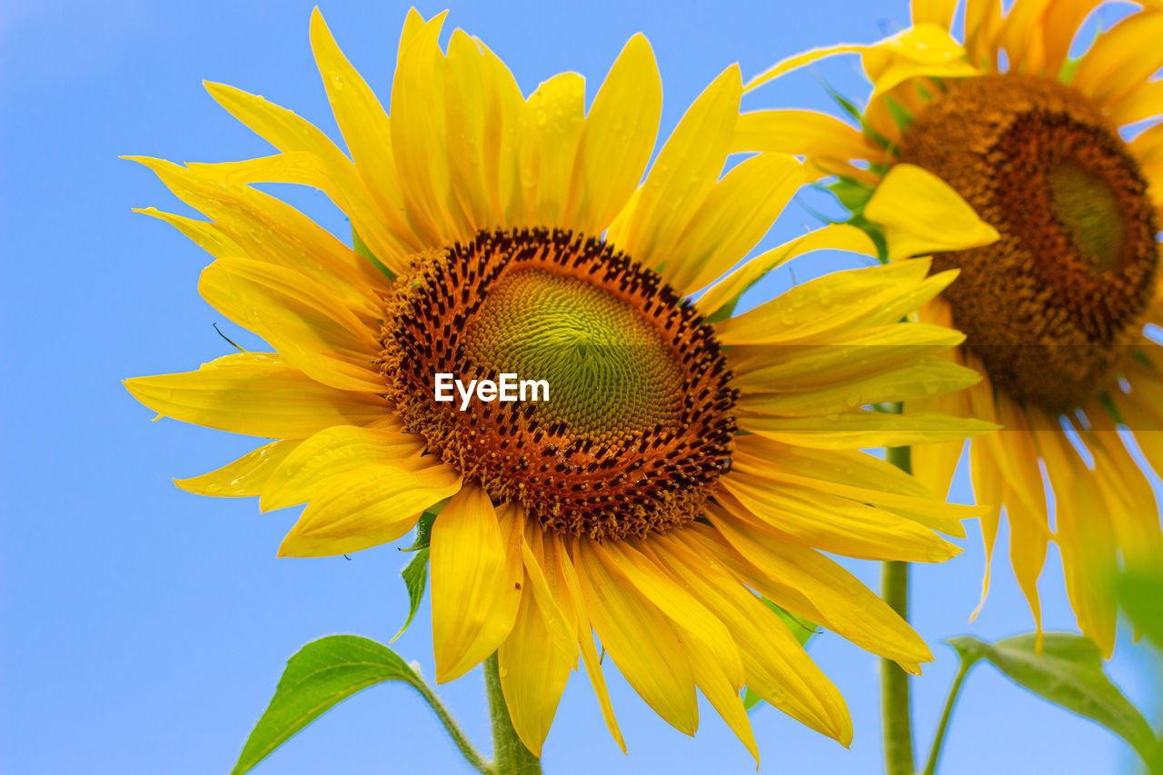 Close-up of sunflower