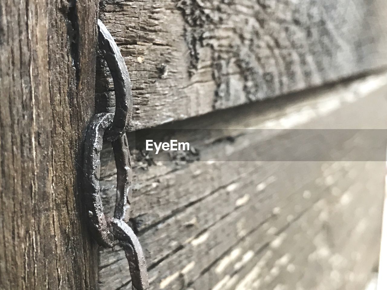 CLOSE-UP OF LIZARD ON METALLIC WOOD
