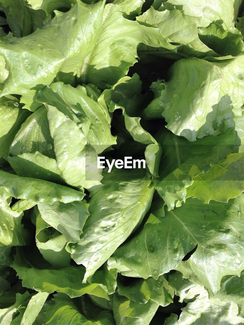 FULL FRAME SHOT OF GREEN PLANTS