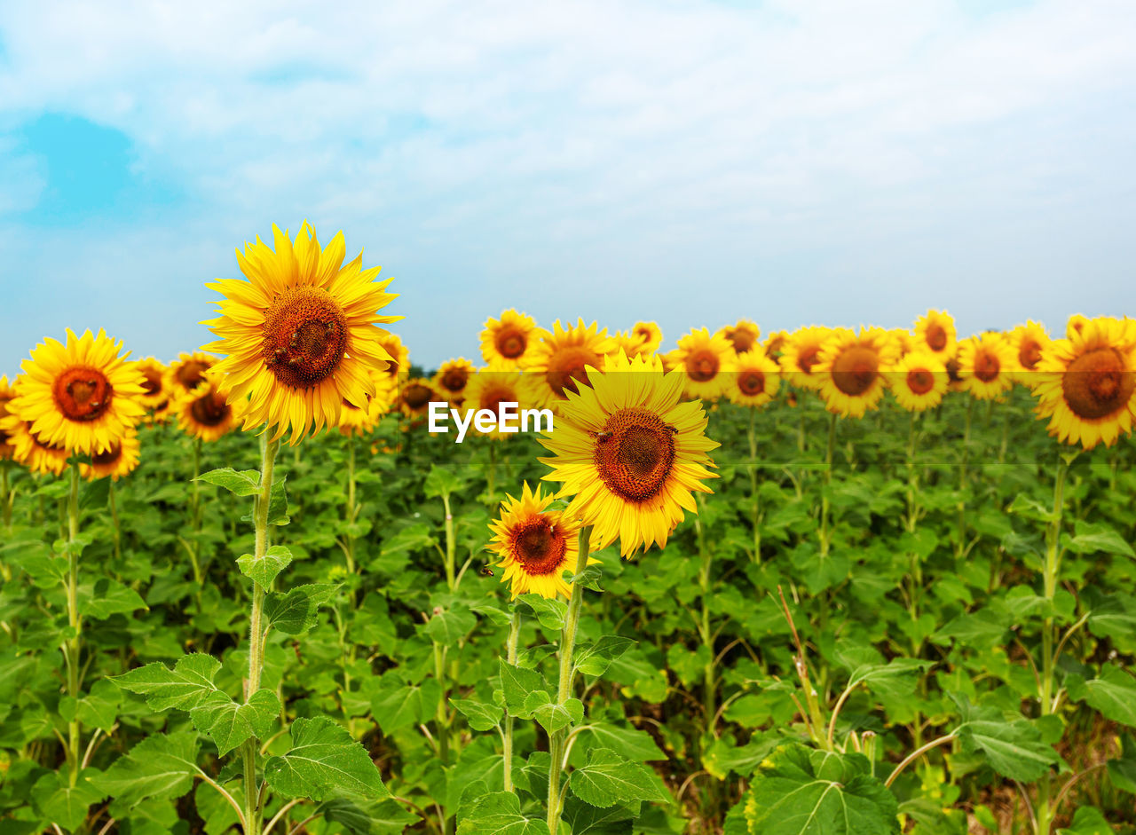 plant, sunflower, flower, flowering plant, beauty in nature, freshness, growth, field, nature, flower head, yellow, sky, cloud, inflorescence, land, landscape, fragility, petal, plant part, no people, rural scene, leaf, green, environment, agriculture, day, outdoors, scenics - nature, botany, close-up, pollen, tranquility, blossom, sunflower seed, springtime, summer, meadow, sunlight, abundance, asterales, grass, wildflower, crop, blue, idyllic