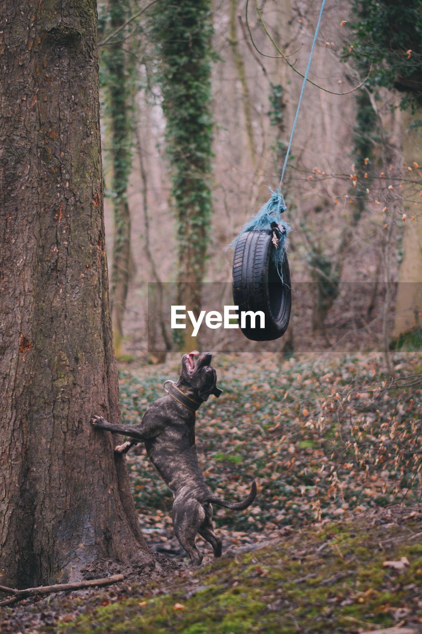 Dog rearing up on tree trunk towards tire