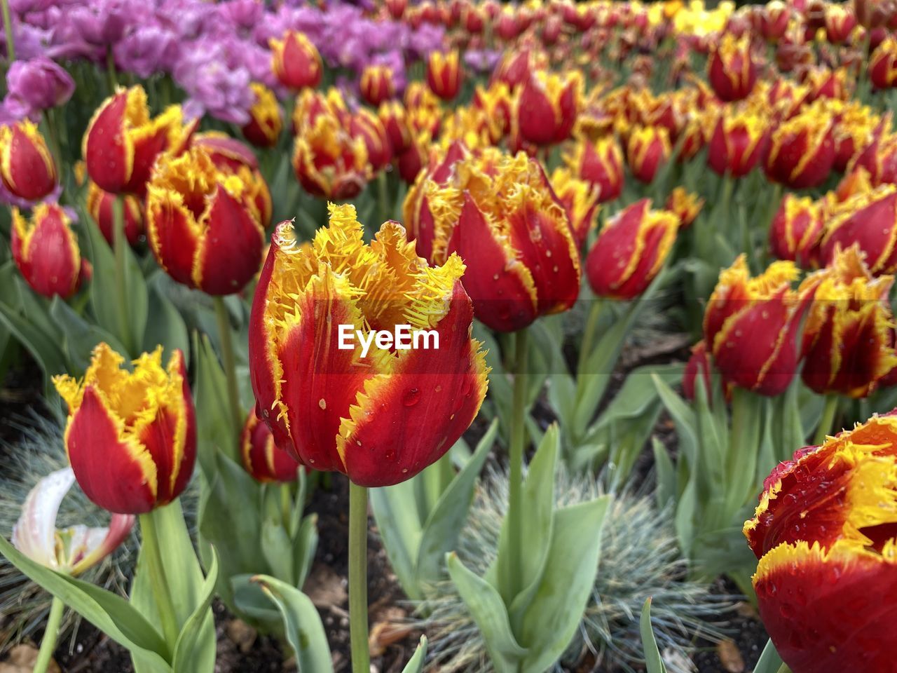 Close-up of red flowering plants on field