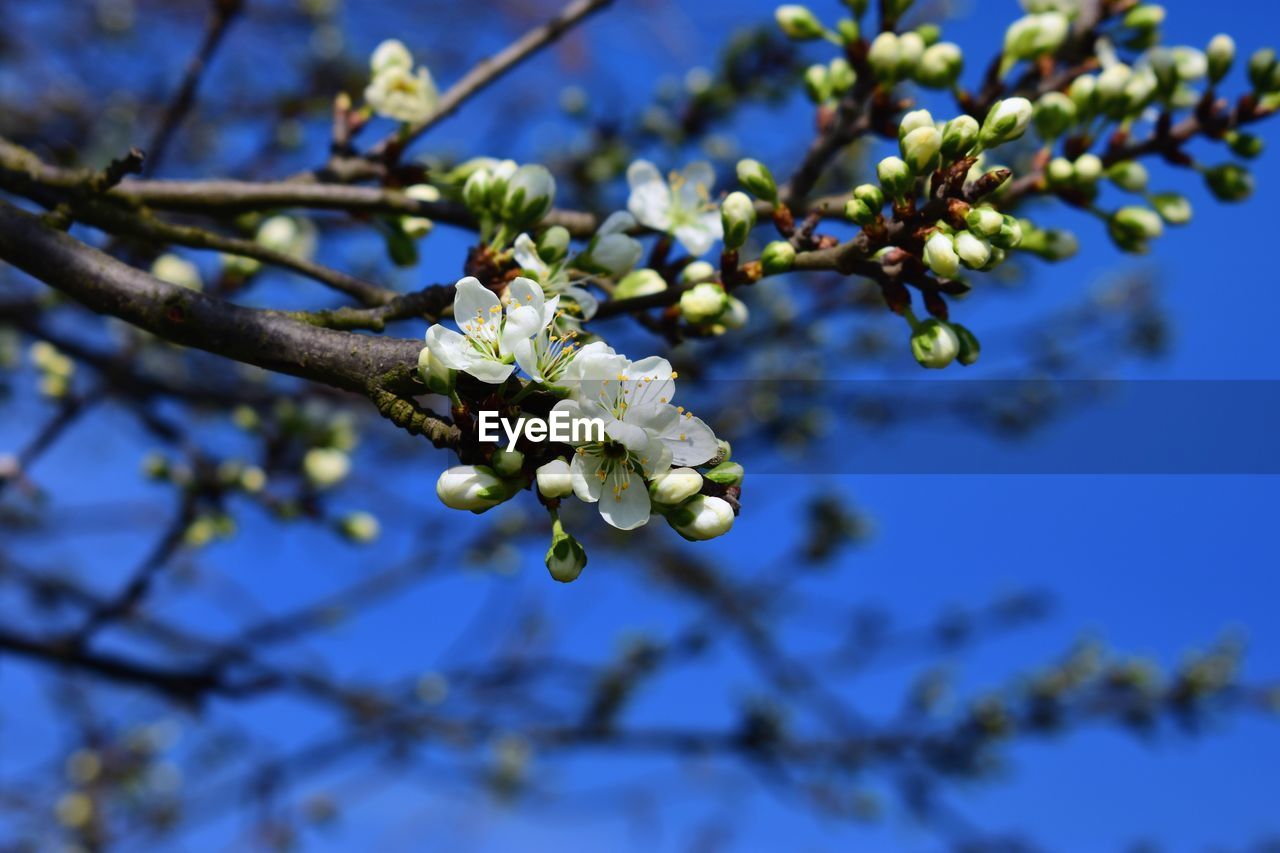 LOW ANGLE VIEW OF CHERRY BLOSSOM