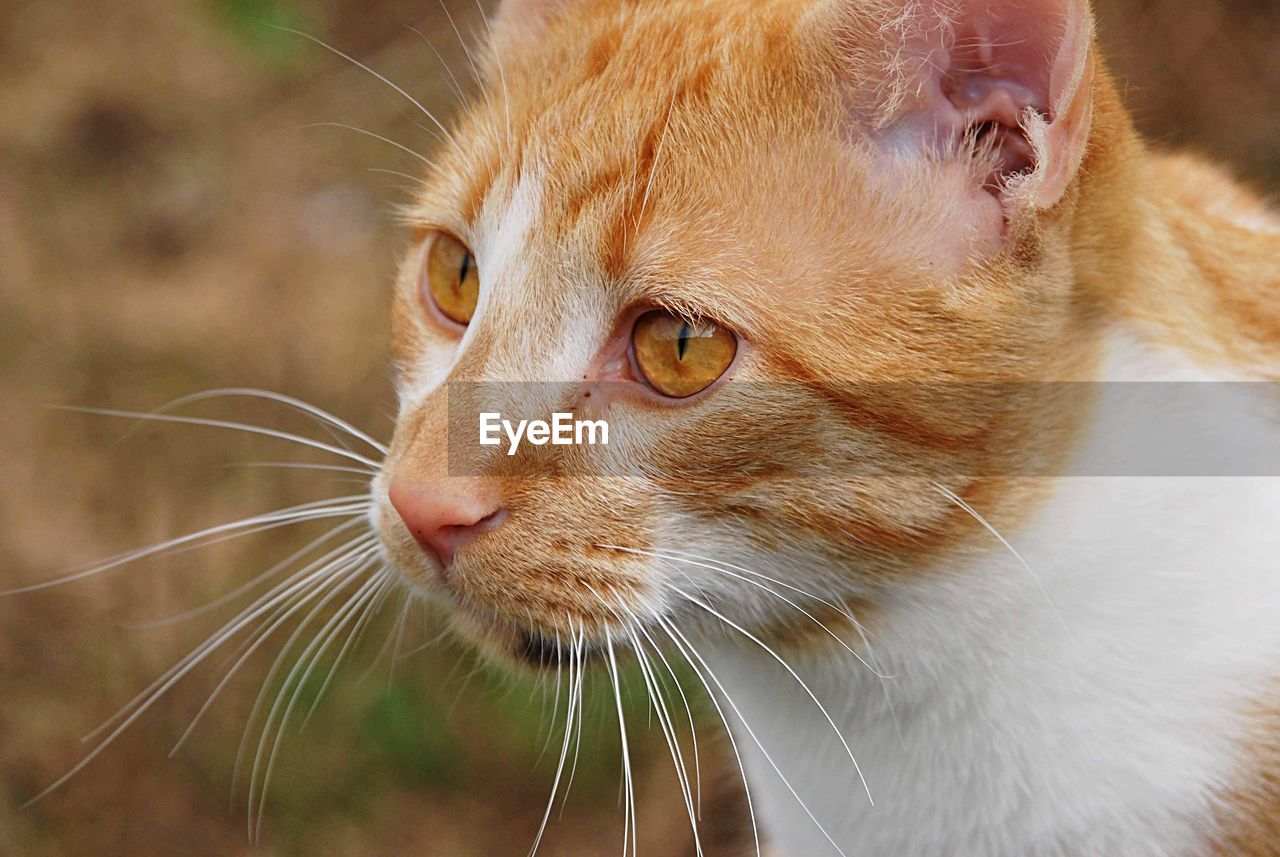 Close-up of a cat looking away