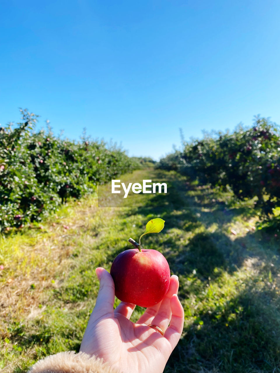 First person view of a ripe, red apple, leading into an apple orchard in fall.