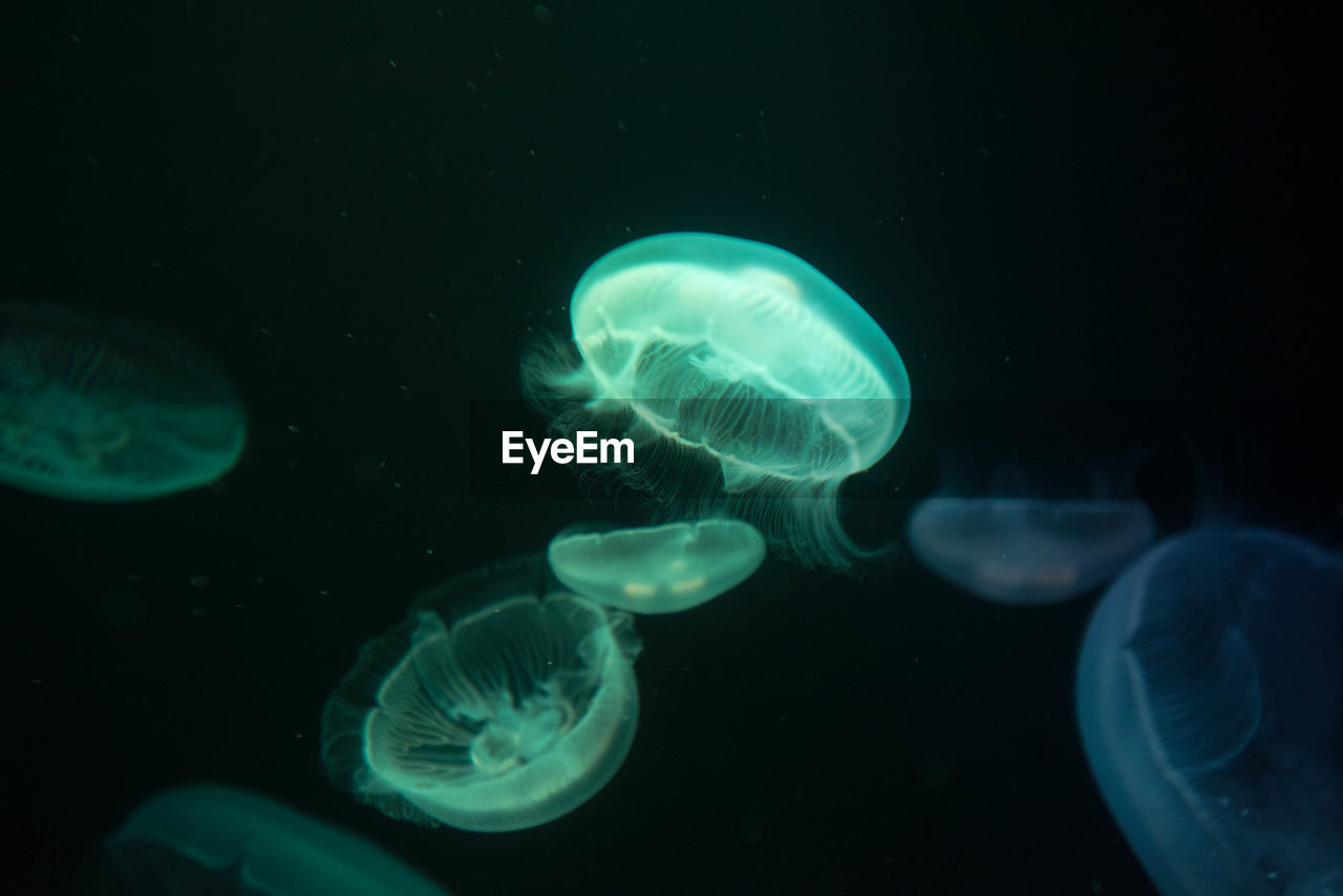 Close-up of jellyfish in water