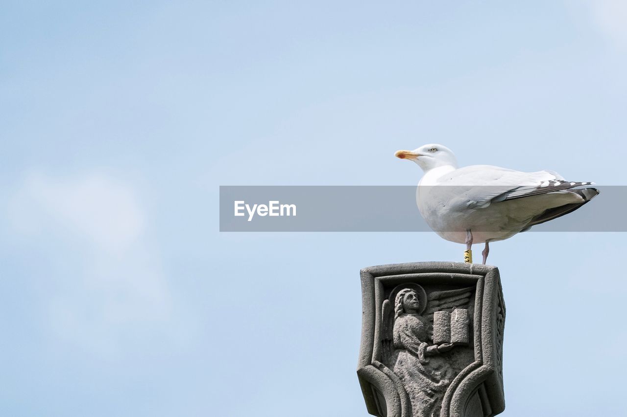 LOW ANGLE VIEW OF SEAGULLS PERCHING ON THE SKY