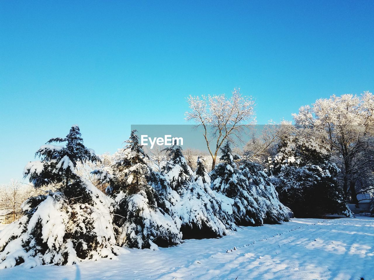 SNOW COVERED TREES AGAINST BLUE SKY