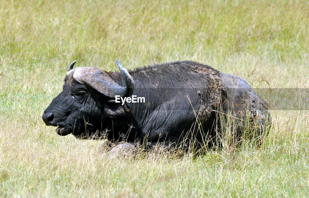 Water buffalo 