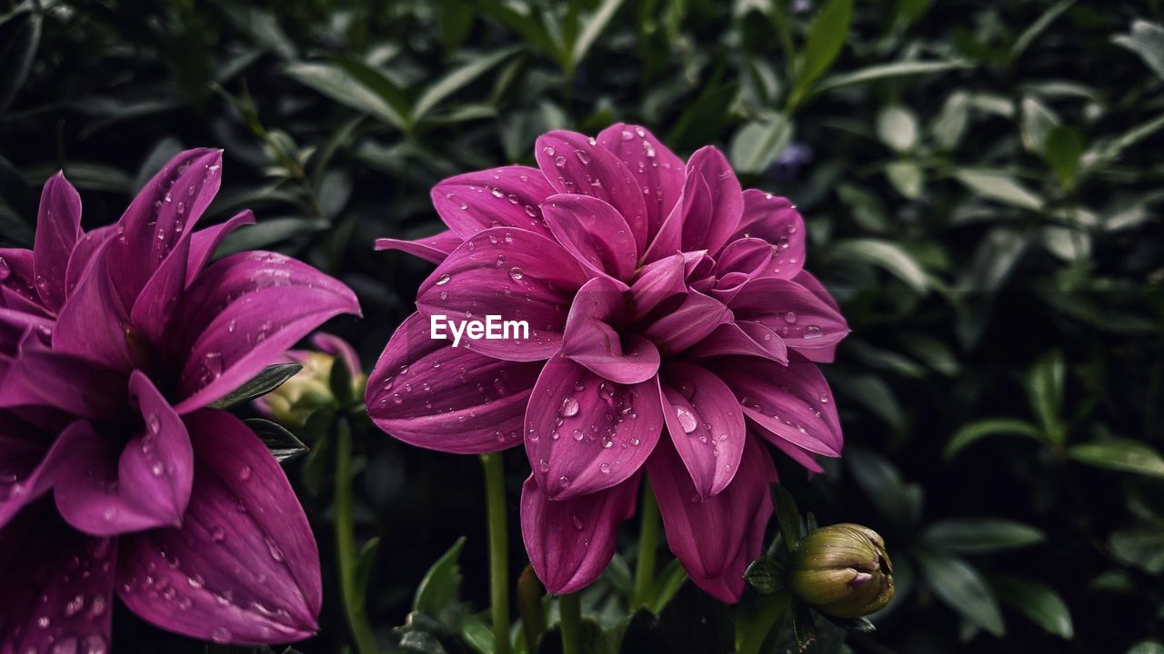 CLOSE-UP OF WET PINK FLOWER